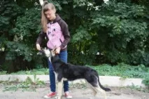 школа