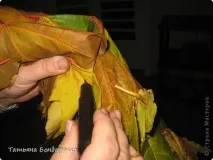 листя