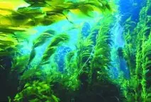 Місця для риболовлі водорості