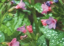 Lungwort floare, plantarea Six Hundred Tips