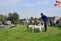 Собаки-герої, які рятували людей та метро від вибухів, виступили на Поклонній горі людей