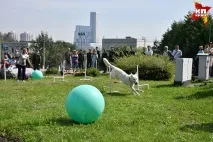Собаки-герої, які рятували людей та метро від вибухів, виступили на Поклонній горі собаки-герої