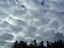 шарува-купчасті