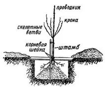 слива