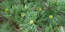 Сосна кедрова корейська та її фото кедрова