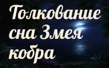 сонник 🌛 змія кобра наснилася до чого сниться змія кобра уві сні - тлумачення снів змія
