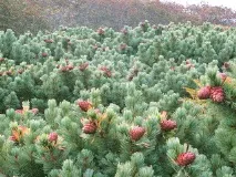 Сосна кедрова корейська та її фото корейська