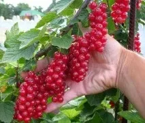 Сонник Червона Смородина їсти збирати бачити уві сні до чого сниться сонник