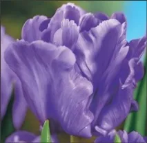 сорт