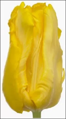 Перрот