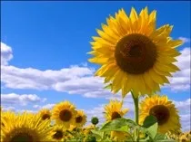 Вірші про соняшник - Сайт для мам малюків малюків