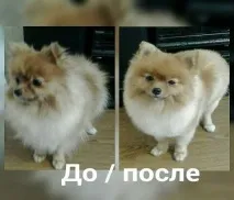 Стрижка тварин у Ростові-на-Дону стрижка