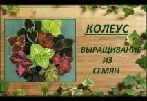 З вірою в кохання Здоров’я, стосунки, дієти, діти, магія, сім’я та інші найцікавіші статті на стосунки