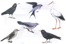 птахи