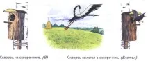 Вправа