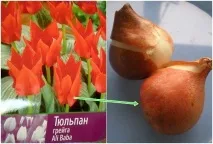 Тюльпани посадка та вигонка цибулин, Країна Хмар вигонка