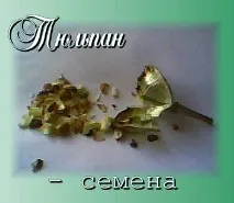 Тюльпани посадка та вигонка цибулин, Країна Хмар цибулин