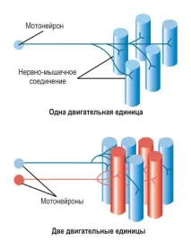 Дивовижний мозок дивовижний