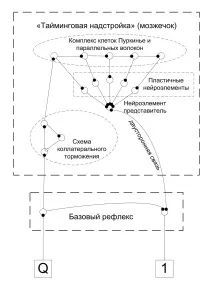 Дивовижний мозок Пуркіньє
