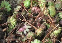 Sempervivum