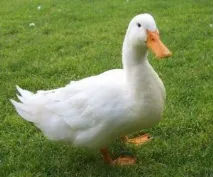 duck