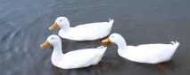 duck