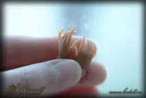 ляльок