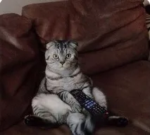 кота