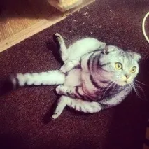 кота