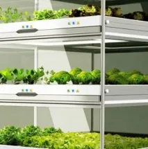 Вирощування зелені з нано-городом Kitchen Nano від Hyundai hyundai