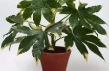 Selaginella