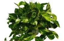 Selaginella