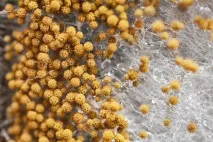 Всі ваші спроби захиститися від мікробів безглузді безглузді