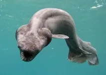 зуби