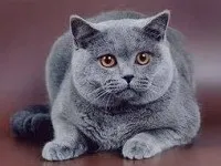 Характер британської породи котів породи