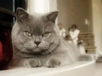 Характер британської породи котів характер