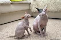 Взаємини лисих котів, Лисі коти, Лисий кіт лисих