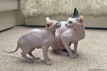 Взаємини лисих котів, Лисі коти, Лисий кіт лисі
