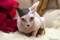 Взаємини лисих котів, Лисі коти, Лисий кіт котів
