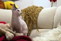 Взаємини лисих котів, Лисі коти, Лисий кіт коти
