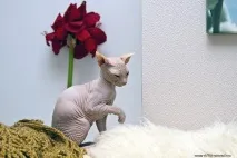 Взаємини лисих котів, Лисі коти, Лисий кіт лисі