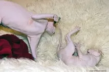 Взаємини лисих котів, Лисі коти, Лисий кіт коти