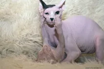 Взаємини лисих котів, Лисі коти, Лисий кіт лисі
