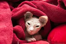 Взаємини лисих котів, Лисі коти, Лисий кіт лисих