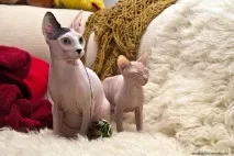 Взаємини лисих котів, Лисі коти, Лисий кіт лисі