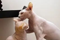 Взаємини лисих котів, Лисі коти, Лисий кіт котів