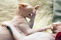 Взаємини лисих котів, Лисі коти, Лисий кіт коти