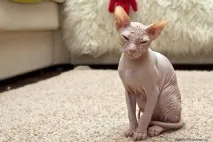 Взаємини лисих котів, Лисі коти, Лисий кіт котів