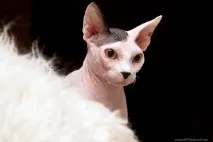 Взаємини лисих котів, Лисі коти, Лисий кіт лисі