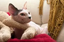 Взаємини лисих котів, Лисі коти, Лисий кіт взаємини